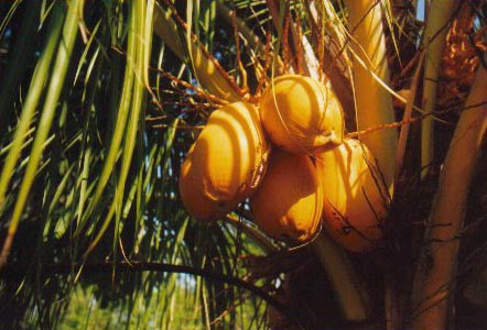 Coconut-Palm/Little-Torch-Key