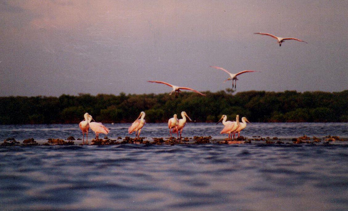 roseate-spoonbills-on-oyster-bar-at-sunset/Little-Cockroach-Bay